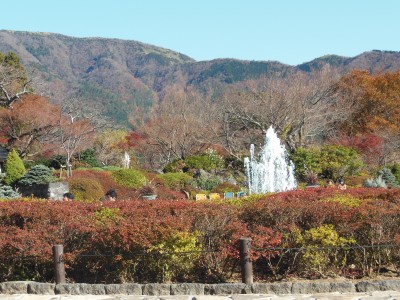 強羅公園の紅葉 